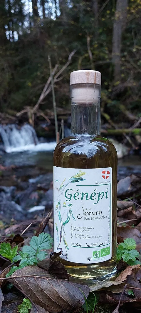 Alcool genepi : guide doux pour choisir, faire et savourer la liqueur des Alpes