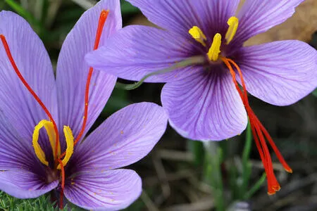 Un pot en verre ouvert contenant des filaments de safran rouges posés sur une planche en bois, lumière douce du matin